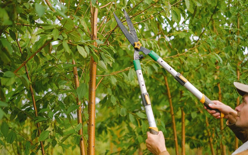 Tree trimming in Glendale, UT